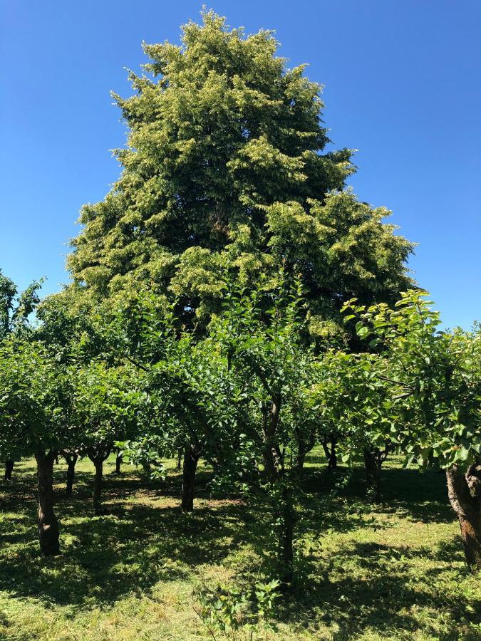 Czytelnia W Sadzie Villa Krzykawka Bagian luar foto