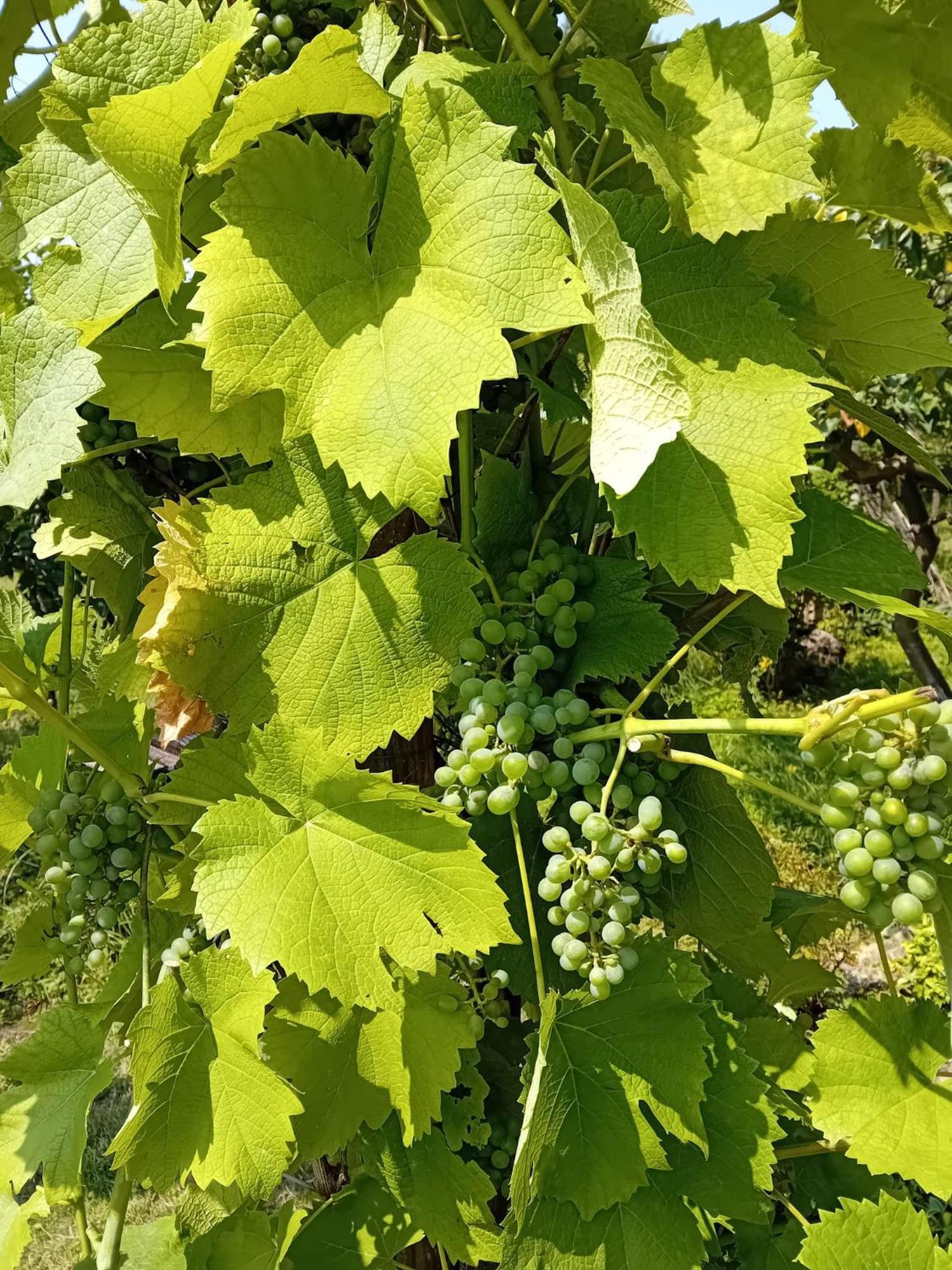 Czytelnia W Sadzie Villa Krzykawka Bagian luar foto